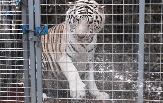 Russia Coronavirus Lockdown Ease