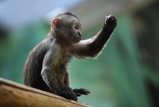 Russia Zoo