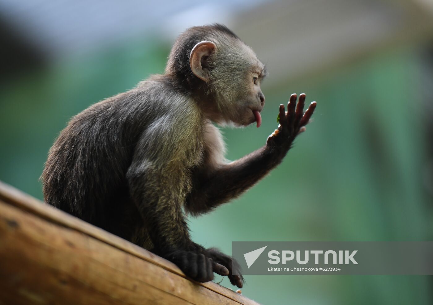 Russia Zoo