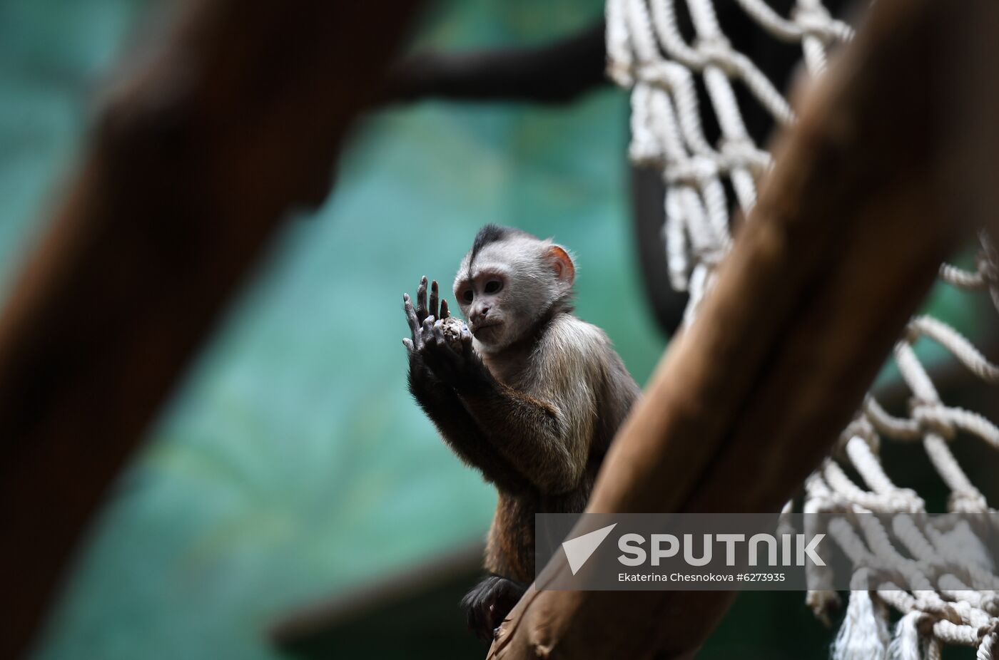 Russia Zoo