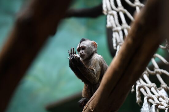 Russia Zoo