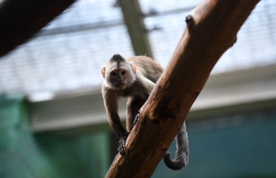 Russia Zoo