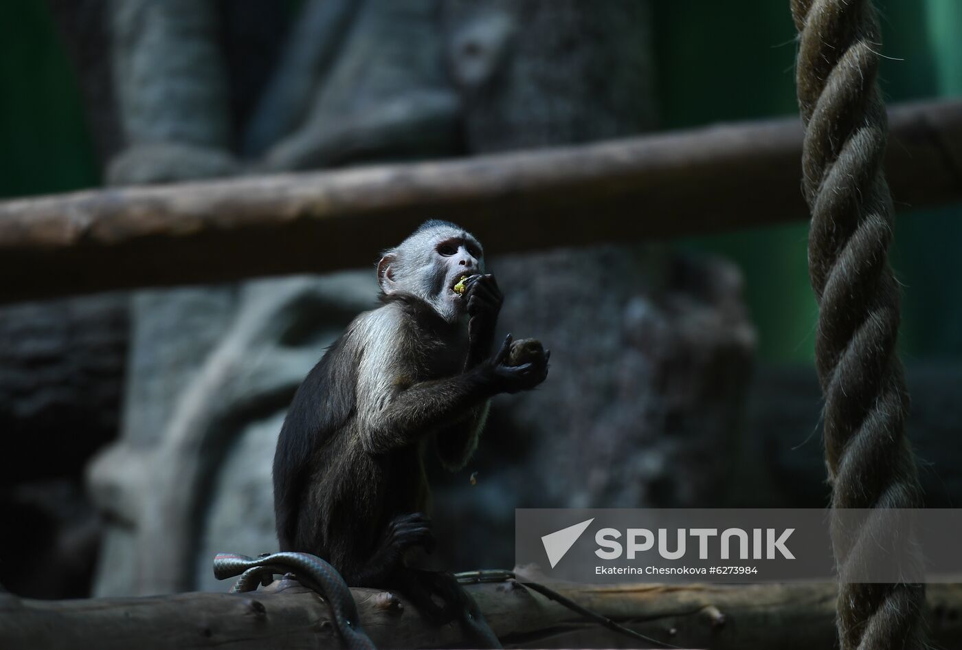 Russia Zoo