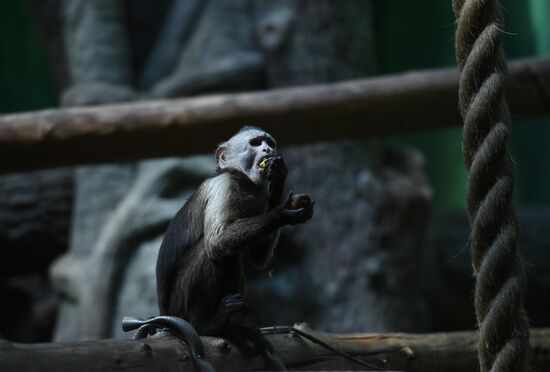 Russia Zoo