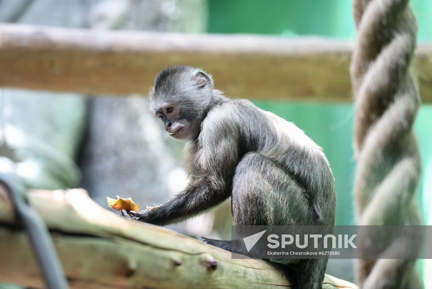Russia Zoo