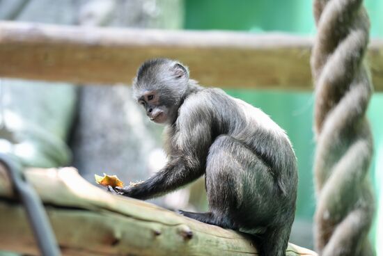 Russia Zoo