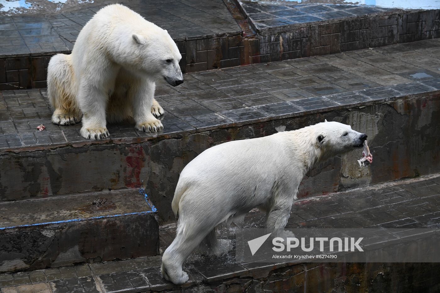 Russia Zoo