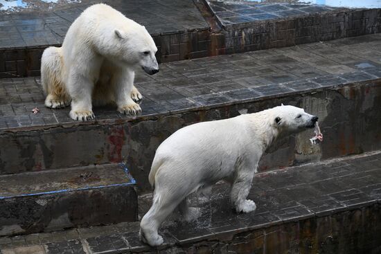 Russia Zoo