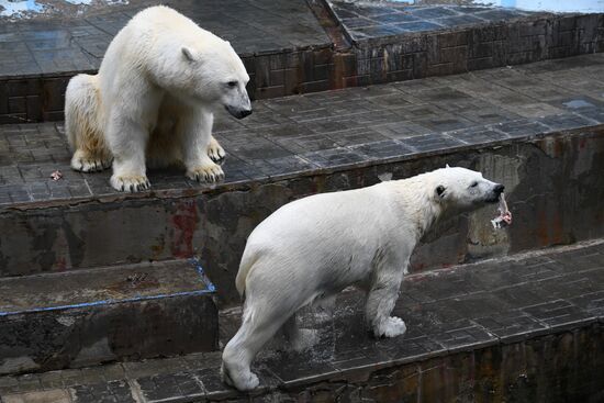Russia Zoo