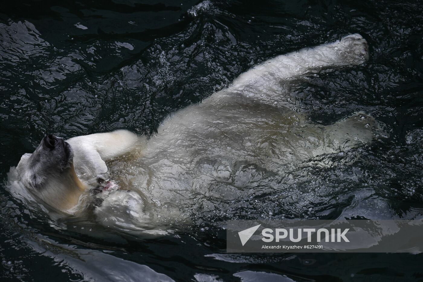 Russia Zoo
