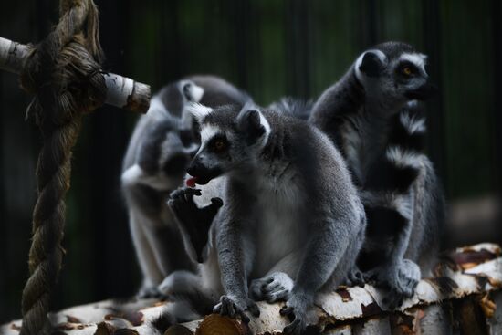 Russia Zoo