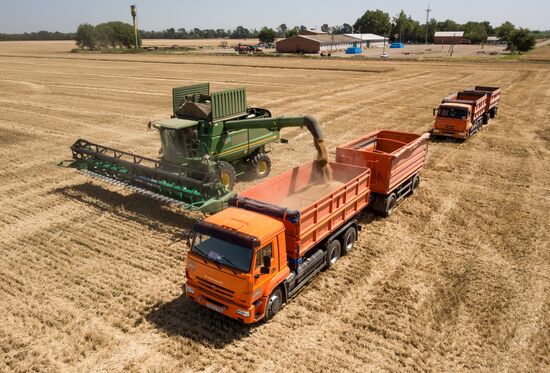 Russia Wheat Harvest