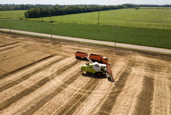 Russia Wheat Harvest