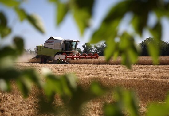 Russia Wheat Harvest