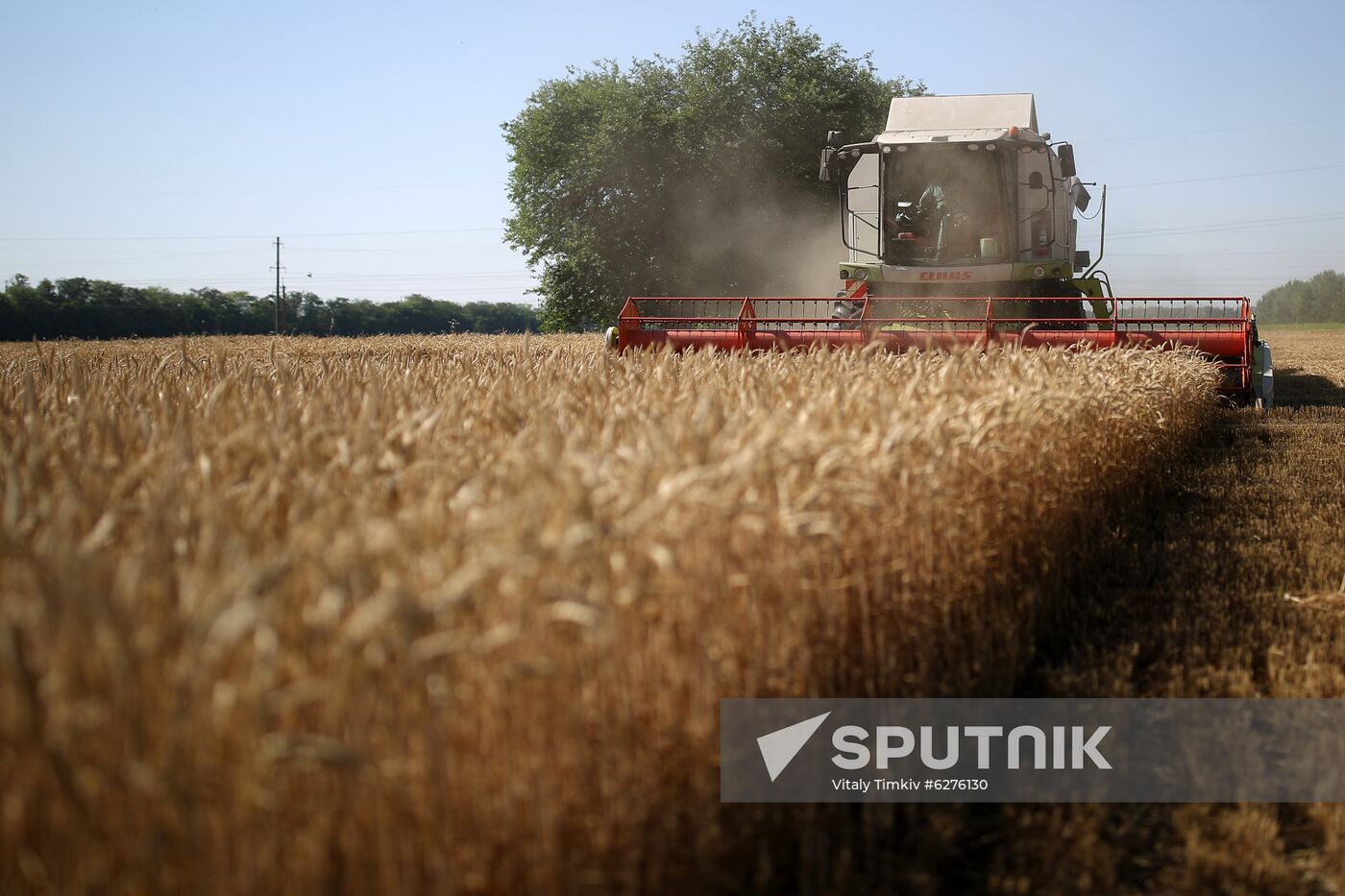 Russia Wheat Harvest