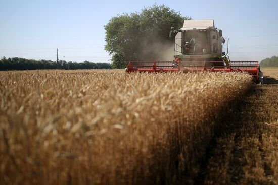 Russia Wheat Harvest