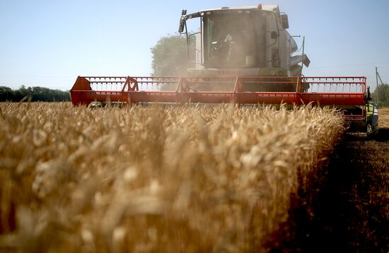 Russia Wheat Harvest