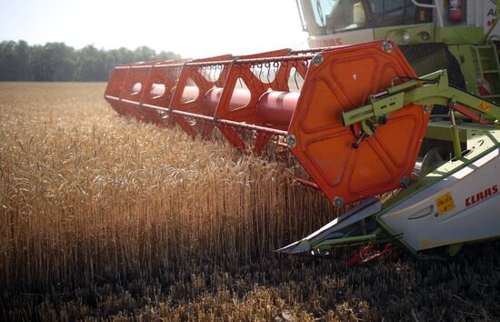 Russia Wheat Harvest