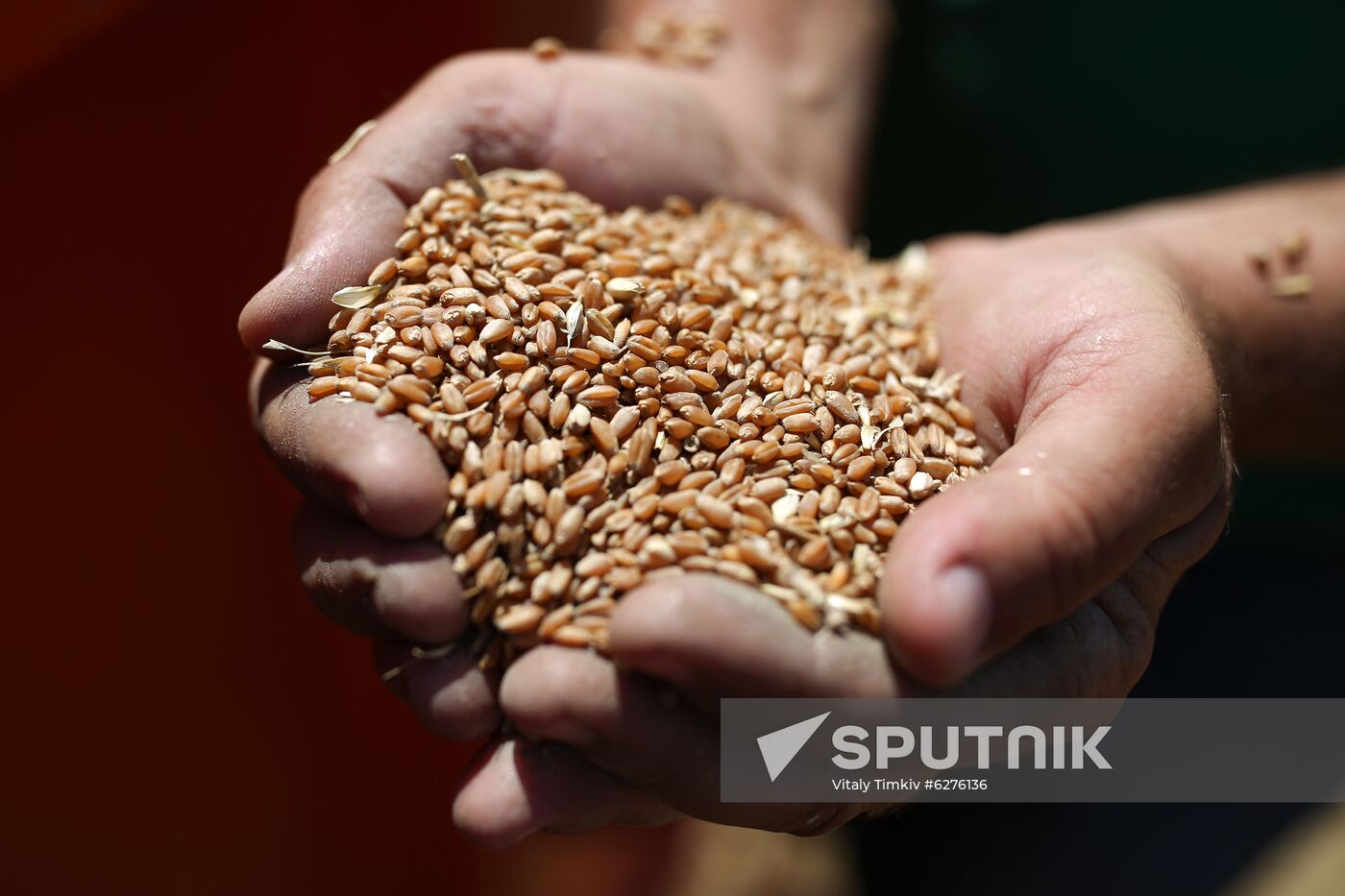 Russia Wheat Harvest