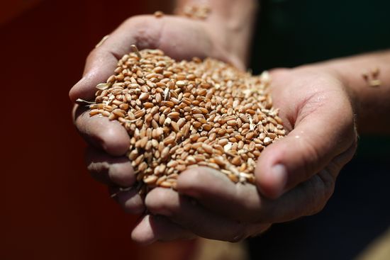 Russia Wheat Harvest