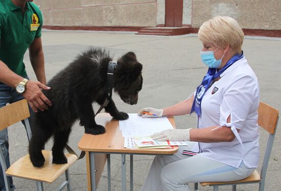 Russia Constitutional Reform Voting