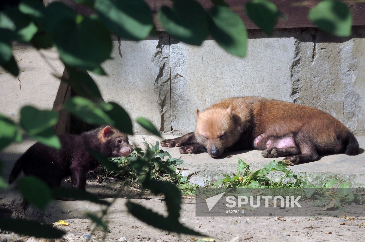 Russia Zoo