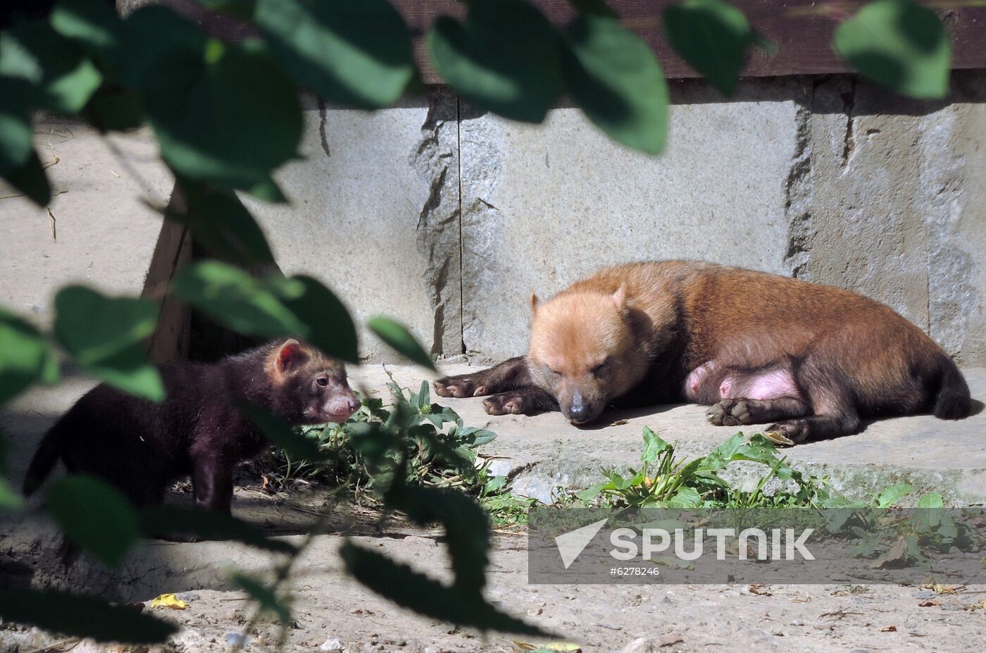 Russia Zoo