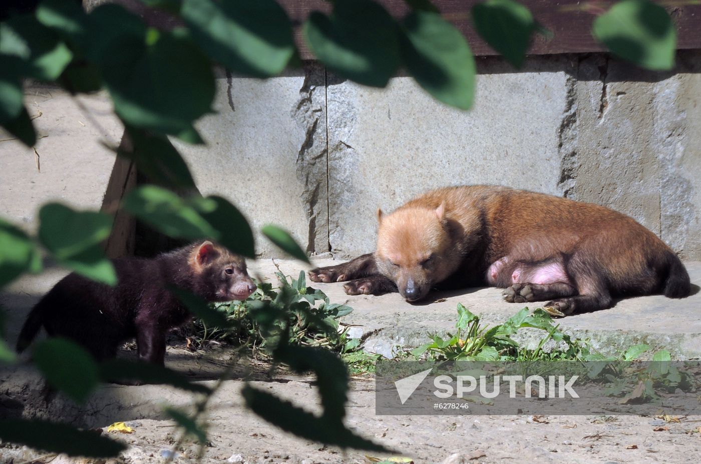 Russia Zoo