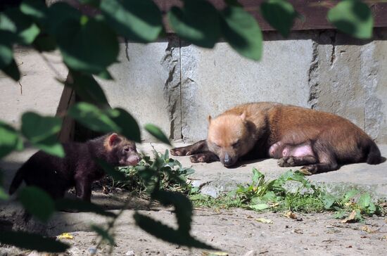 Russia Zoo