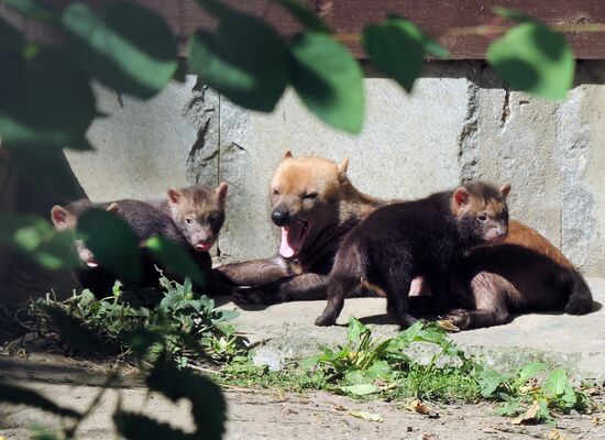 Russia Zoo