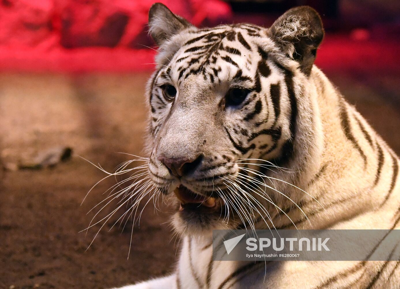 Russia Zoo
