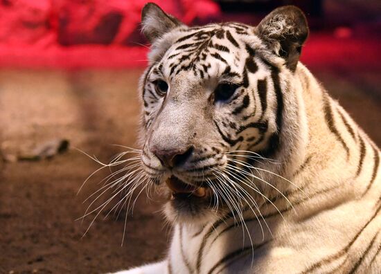 Russia Zoo