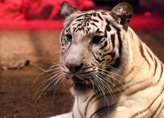 Russia Zoo