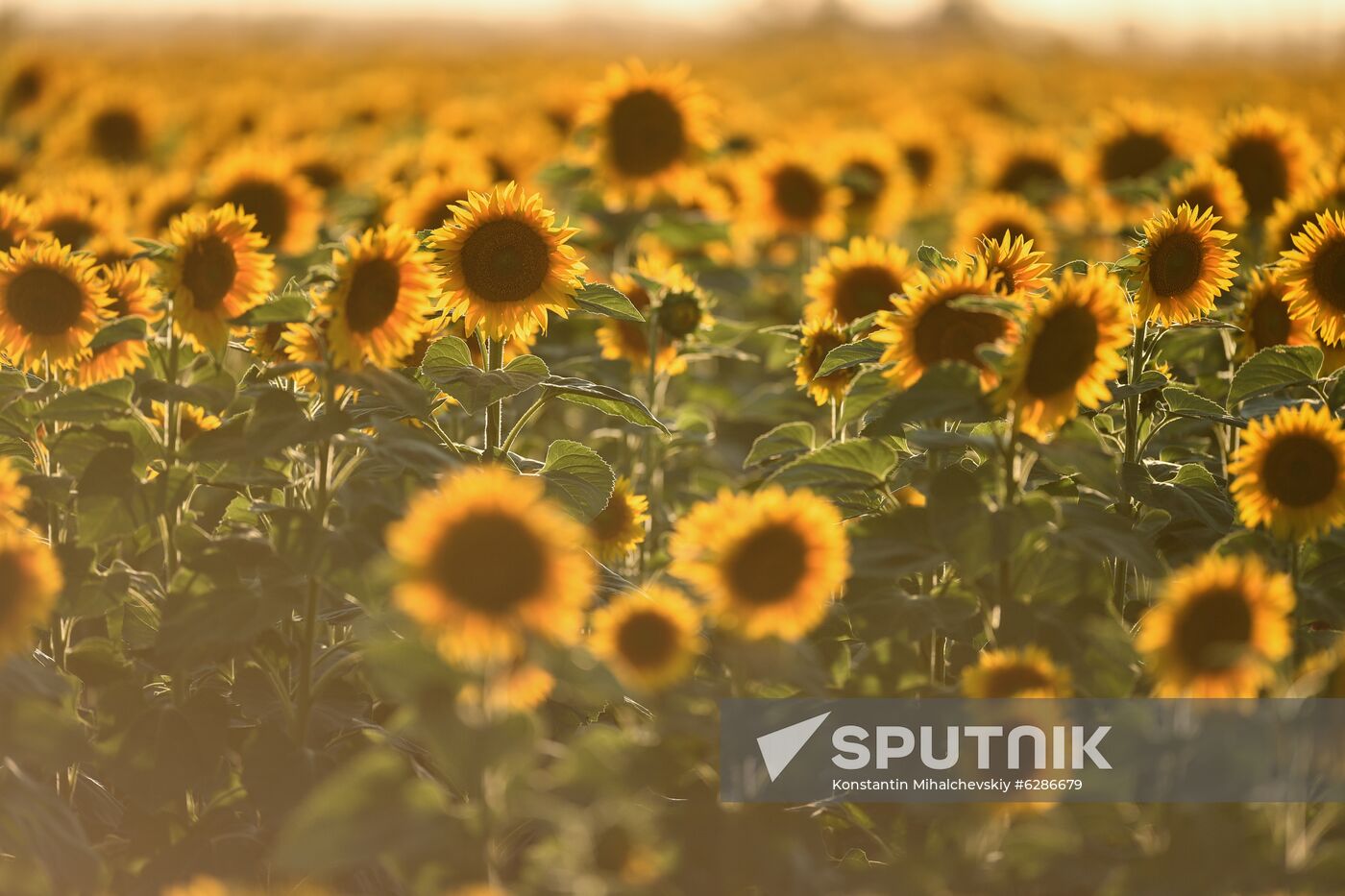 Russia Crimea Sunflowers