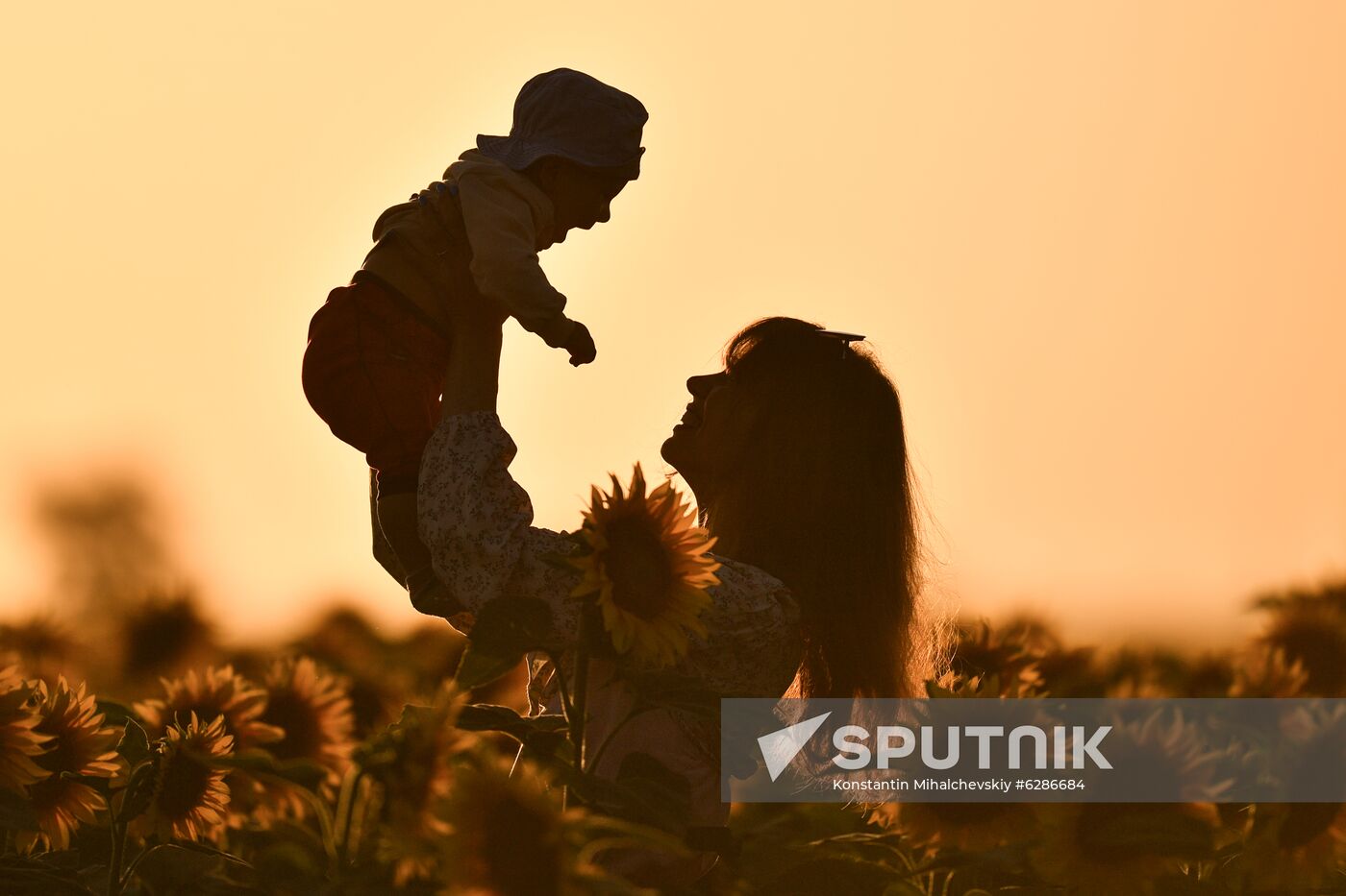 Russia Crimea Sunflowers