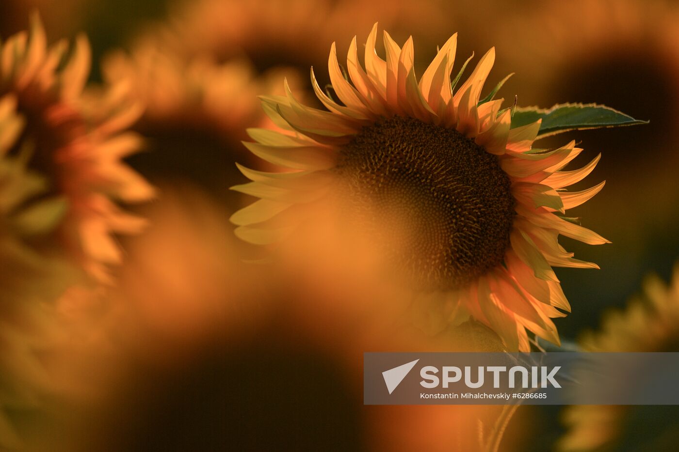 Russia Crimea Sunflowers