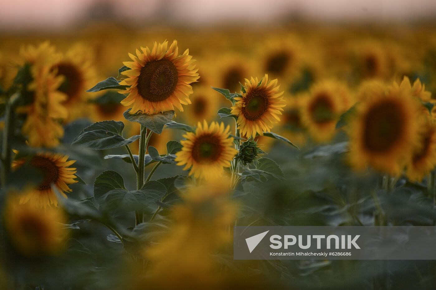 Russia Crimea Sunflowers