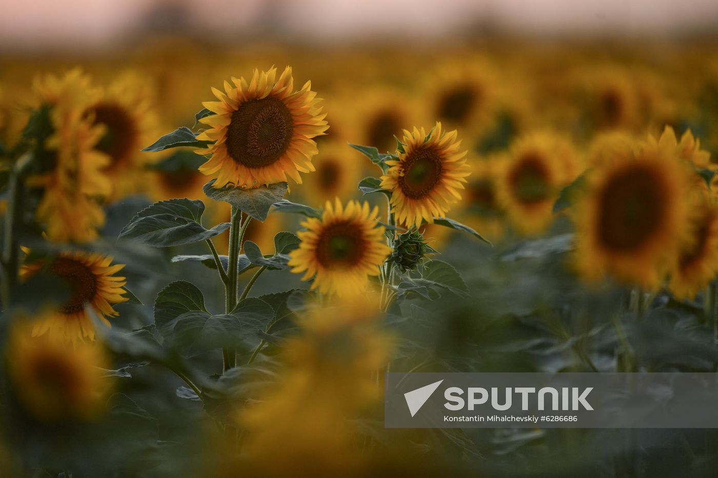 Russia Crimea Sunflowers