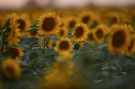 Russia Crimea Sunflowers