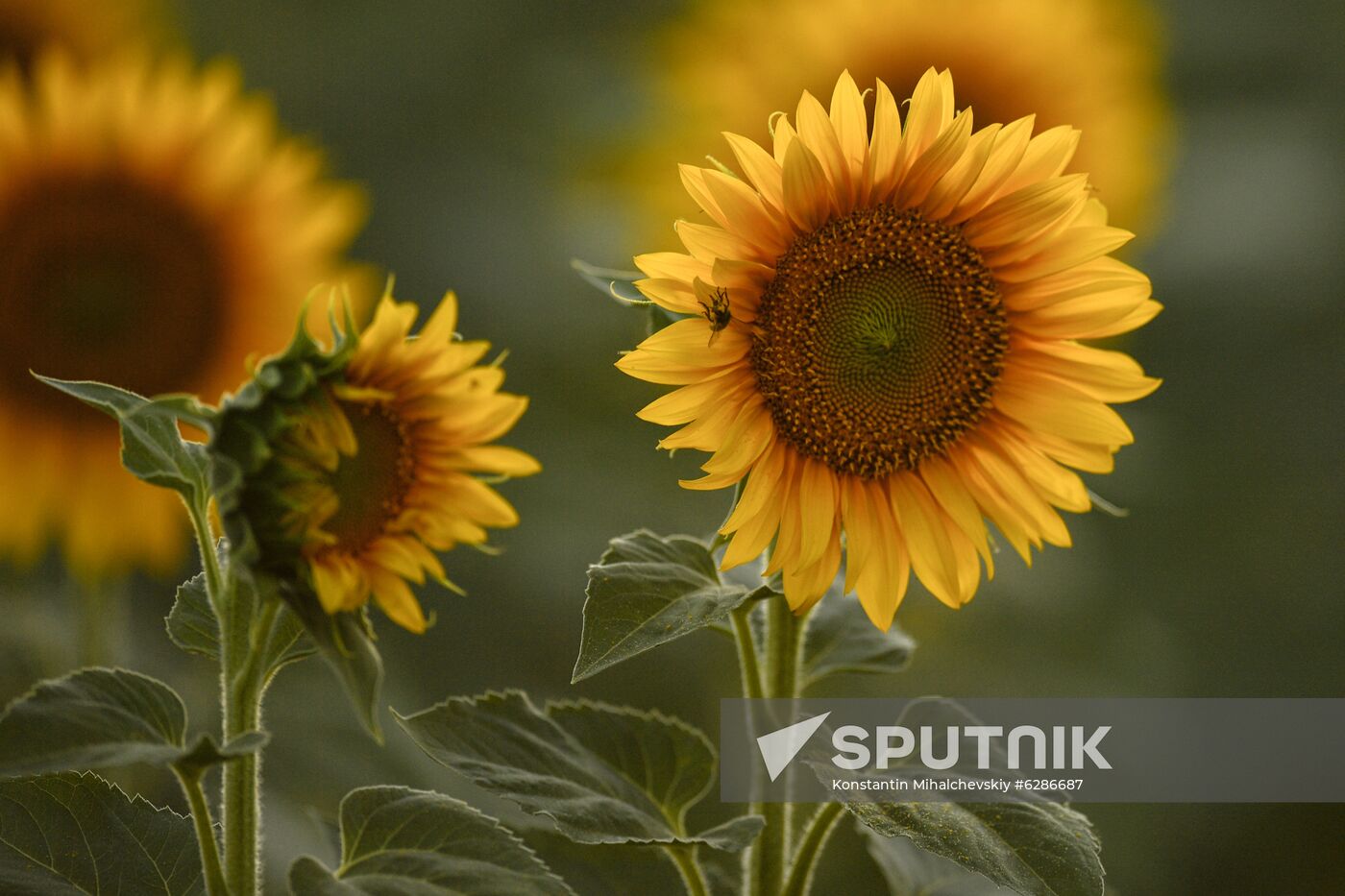 Russia Crimea Sunflowers