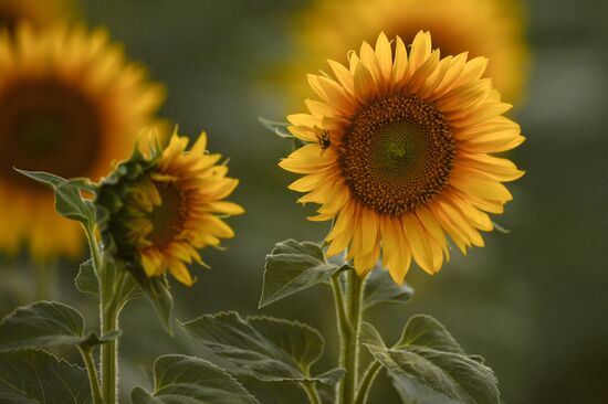 Russia Crimea Sunflowers