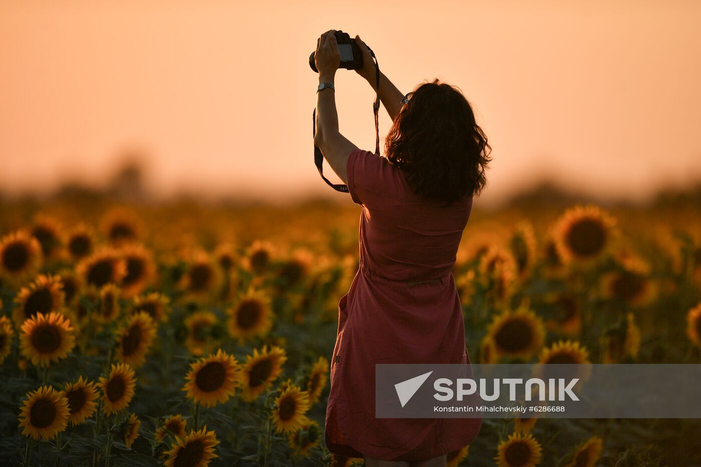 Russia Crimea Sunflowers