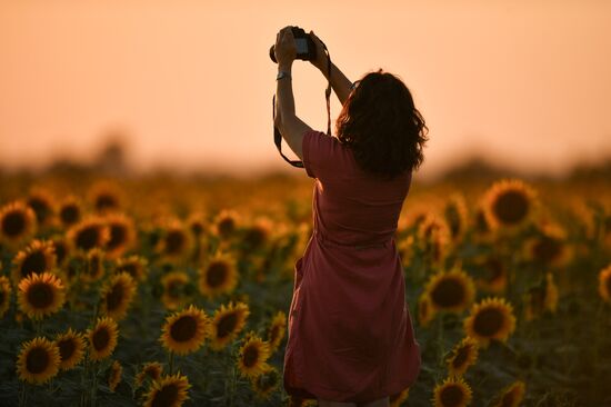 Russia Crimea Sunflowers