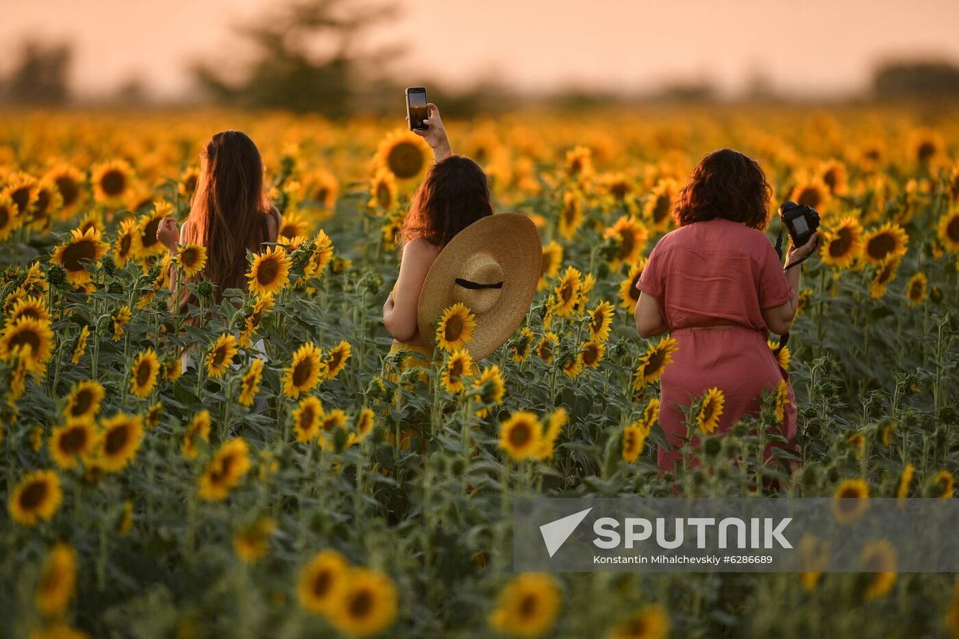 Russia Crimea Sunflowers