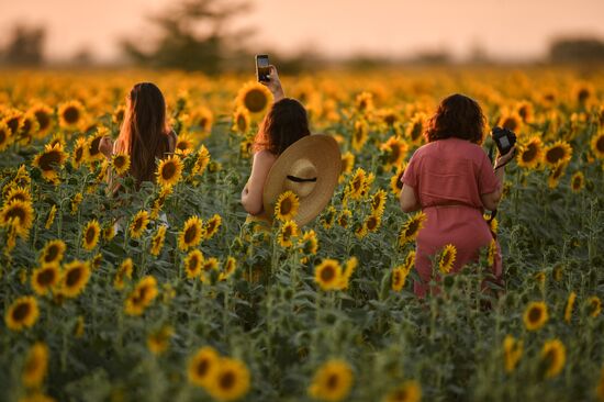 Russia Crimea Sunflowers
