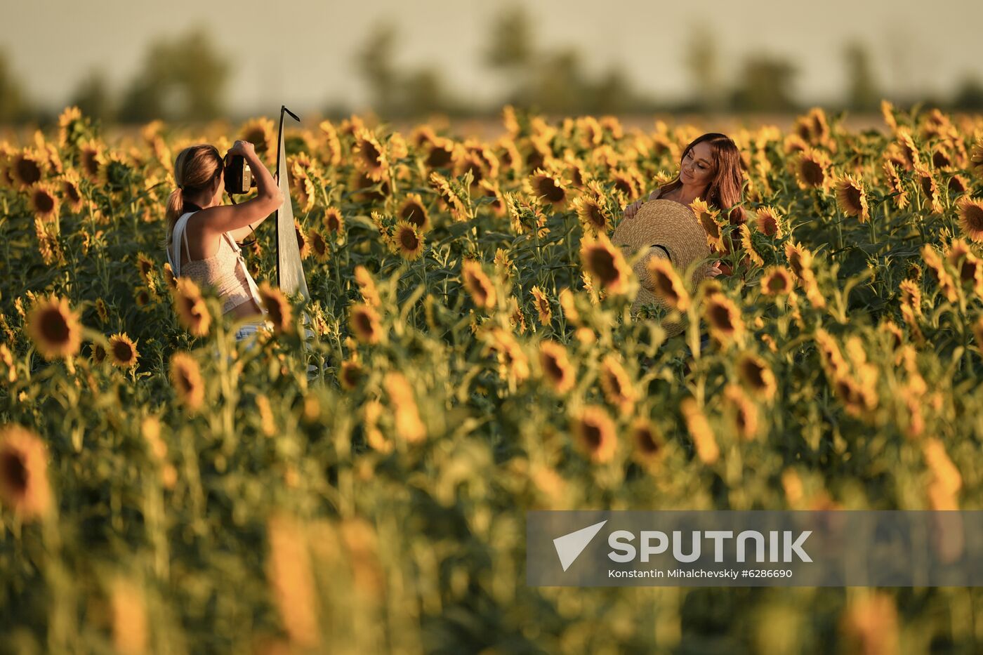 Russia Crimea Sunflowers