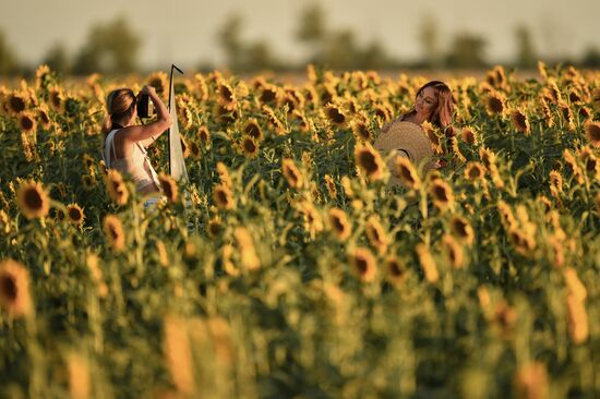 Russia Crimea Sunflowers