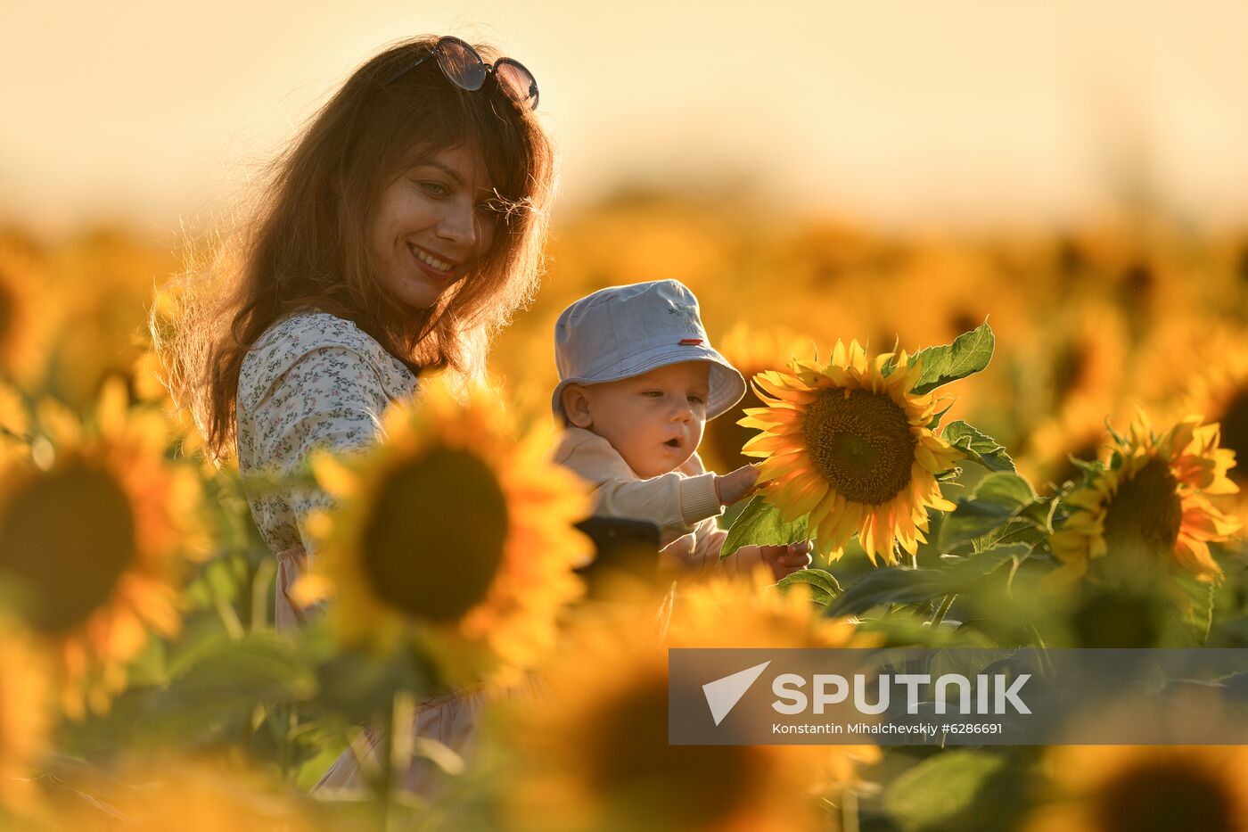 Russia Crimea Sunflowers