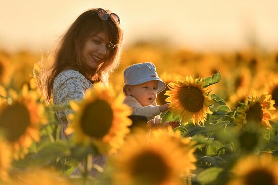 Russia Crimea Sunflowers