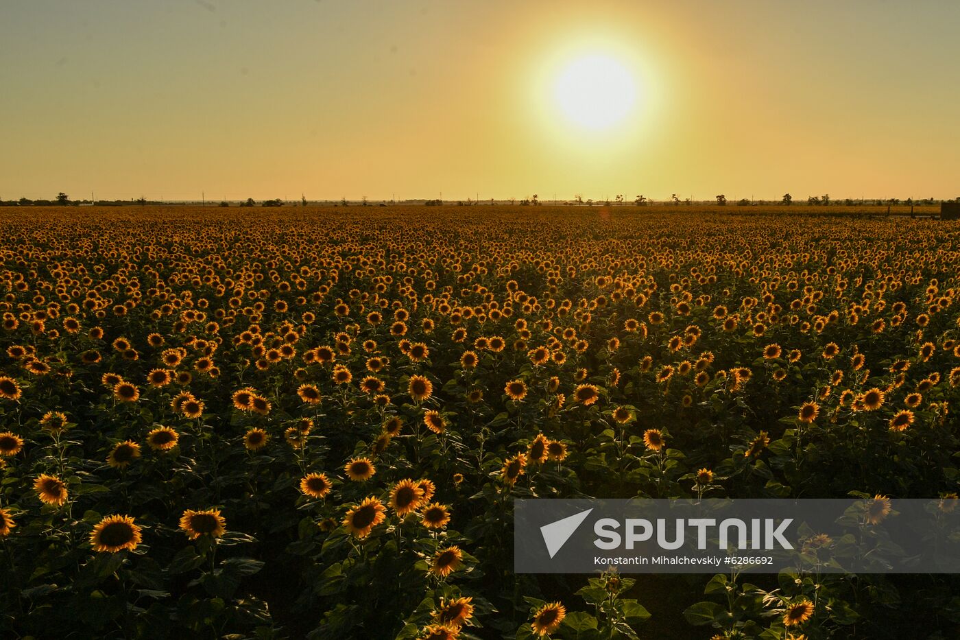 Russia Crimea Sunflowers